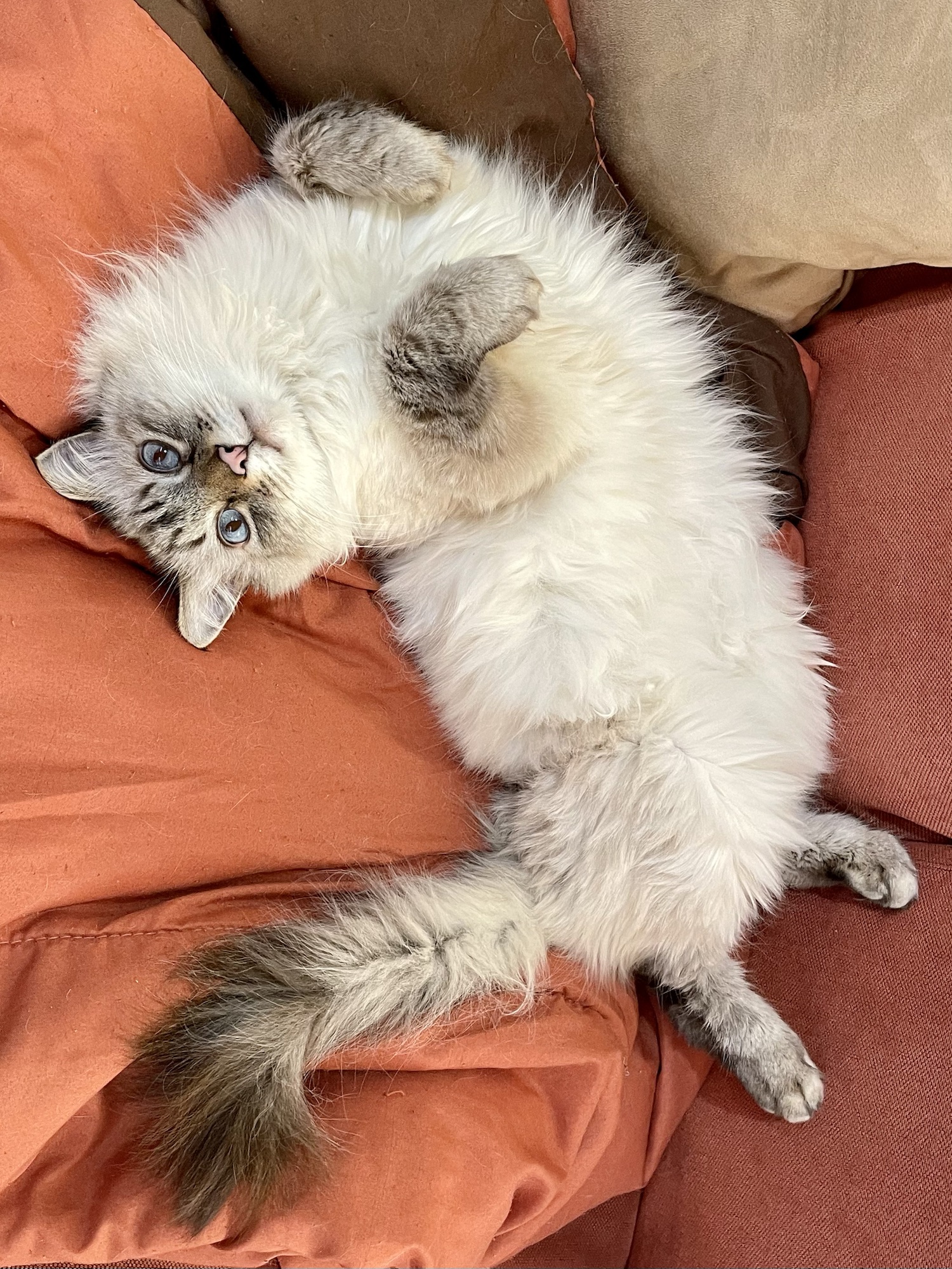 Gato descansando cómodamente en un sofá naranja
