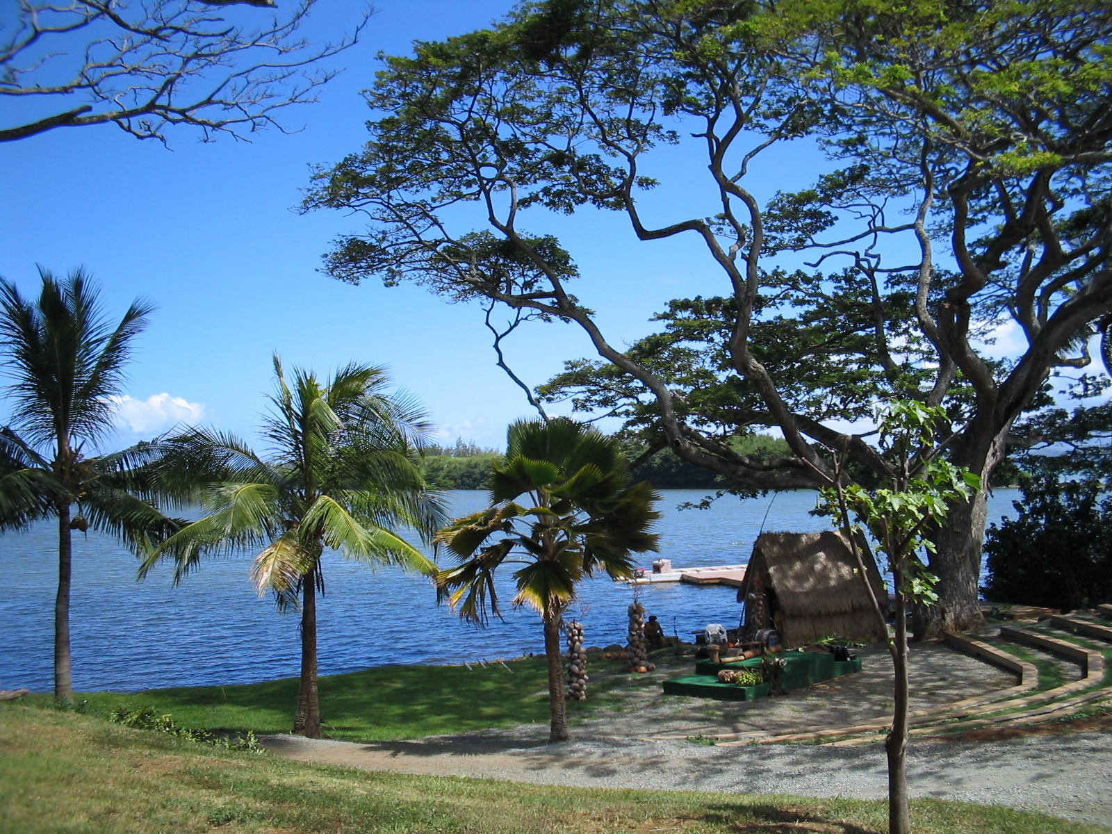 Un árbol de ramas extendidas y varias palmeras junto al agua, en el lugar donde probé macadamias.