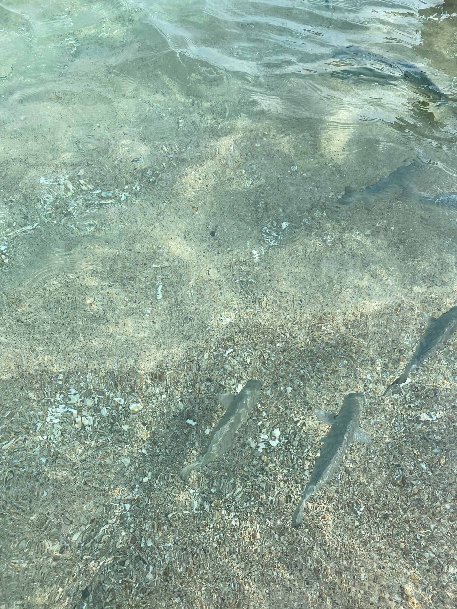 Peces nadando en el agua transparente de Isla Ixtapa
