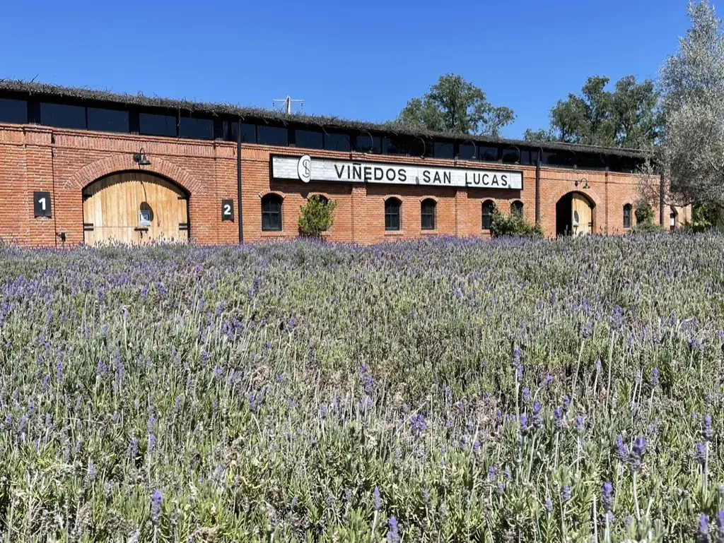 Lavanda frente a la fachada de Viñedos San Lucas